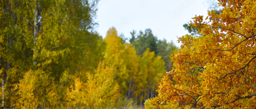 autumn yellow oak leaves
