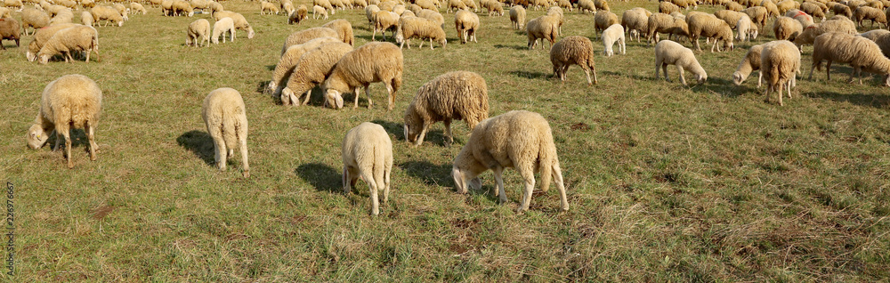 flock of sheep grazing in the large meadow flock of sheep grazing in the large meadow