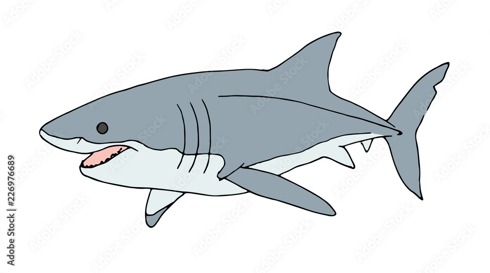 Obraz premium Weißer Hai