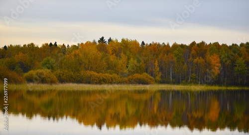 reflection of autumn forest in water 