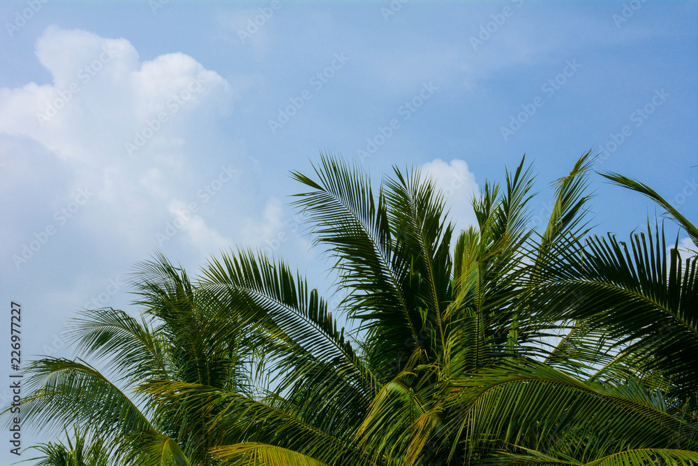 perfect palms leaf on blue sky