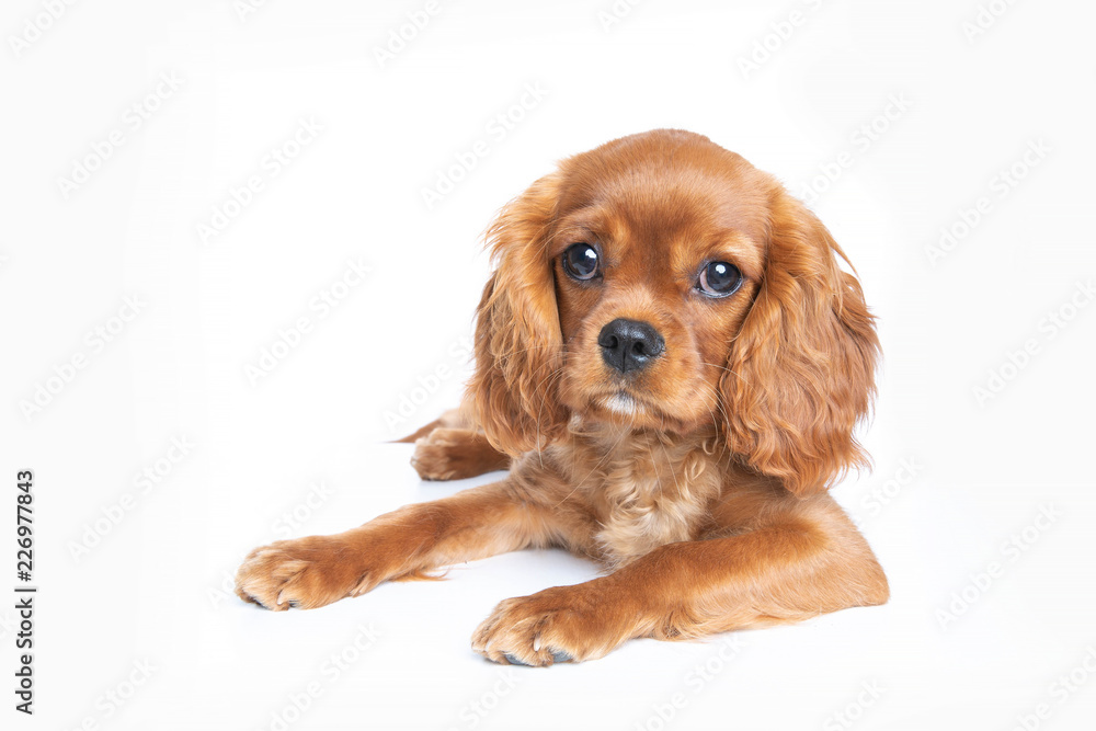 Puppy isolated on white background