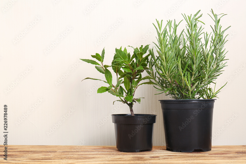 Pots with fresh aromatic herbs on table against light background