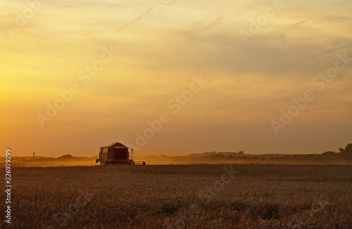 Combine harvesting cereals at sunset © MikLav