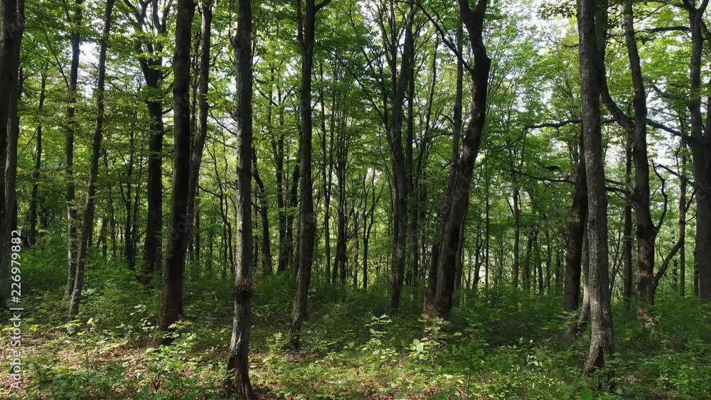 Summer, green wild forest, trees, beautiful nature. Summer, green wild forest, trees, beautiful nature.