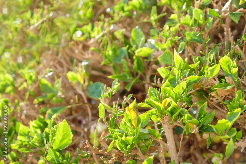 Obraz premium Tropical bush with green leaves on sunny day, closeup