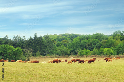 Beautiful view of meadow with cows eating grass
