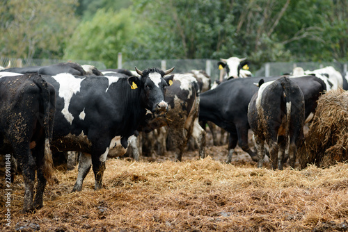 Fototapeta Naklejka Na Ścianę i Meble -  Black and white cows on dairy farm. Agriculture industry, farming and animal husbandry