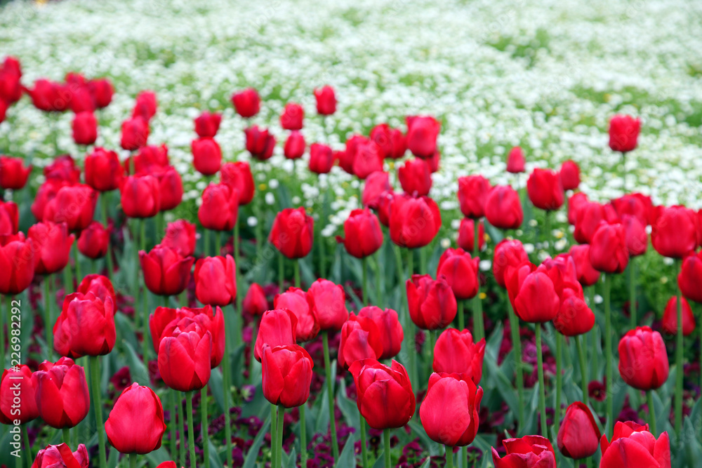 Beautiful display of tulips in a variety of colours at Floriade, Canberra Beautiful display of tulips in a variety of colours at Floriade, Canberra