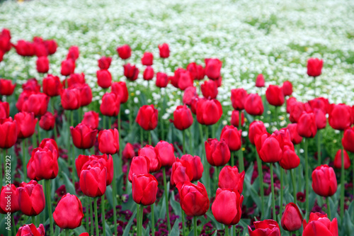  Beautiful display of tulips in a variety of colours at Floriade, Canberra