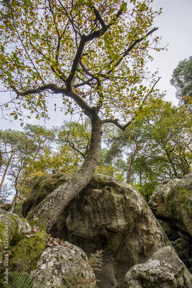 Arbres en Forêt de Fontainebleau