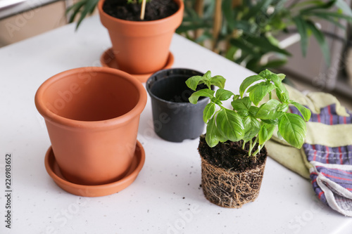 Green basil in soil with pots on white table