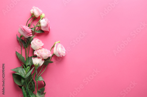 Beautiful pink flowers on color background