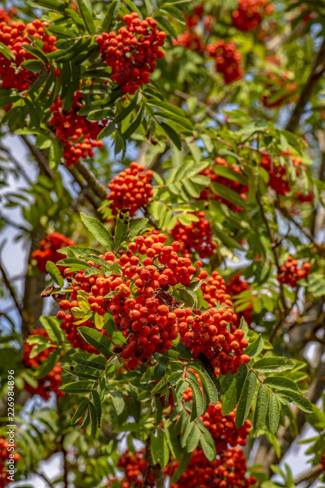 forest rowan leaves and berries