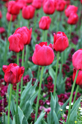  Beautiful display of tulips in a variety of colours at Floriade  Canberra