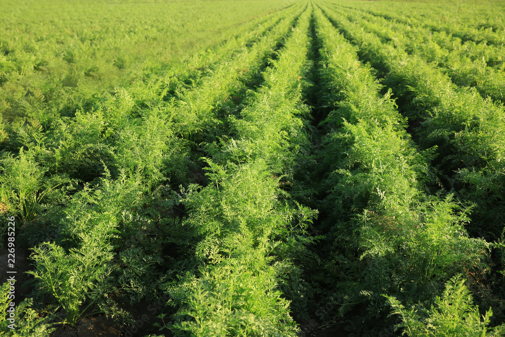 Green carrot field on sunny day Green carrot field on sunny day