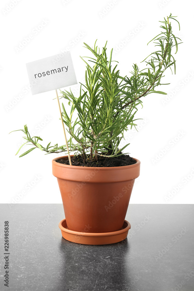 Fototapeta premium Pot with fresh rosemary on grey table against white background