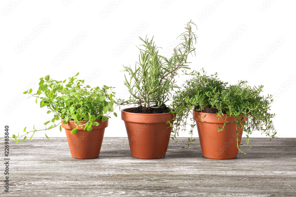 Pots with fresh aromatic herbs on wooden table against white background