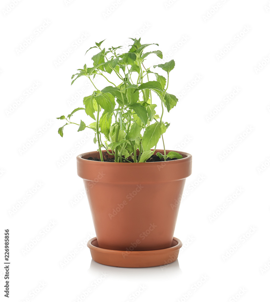 Pot with fresh mint on white background