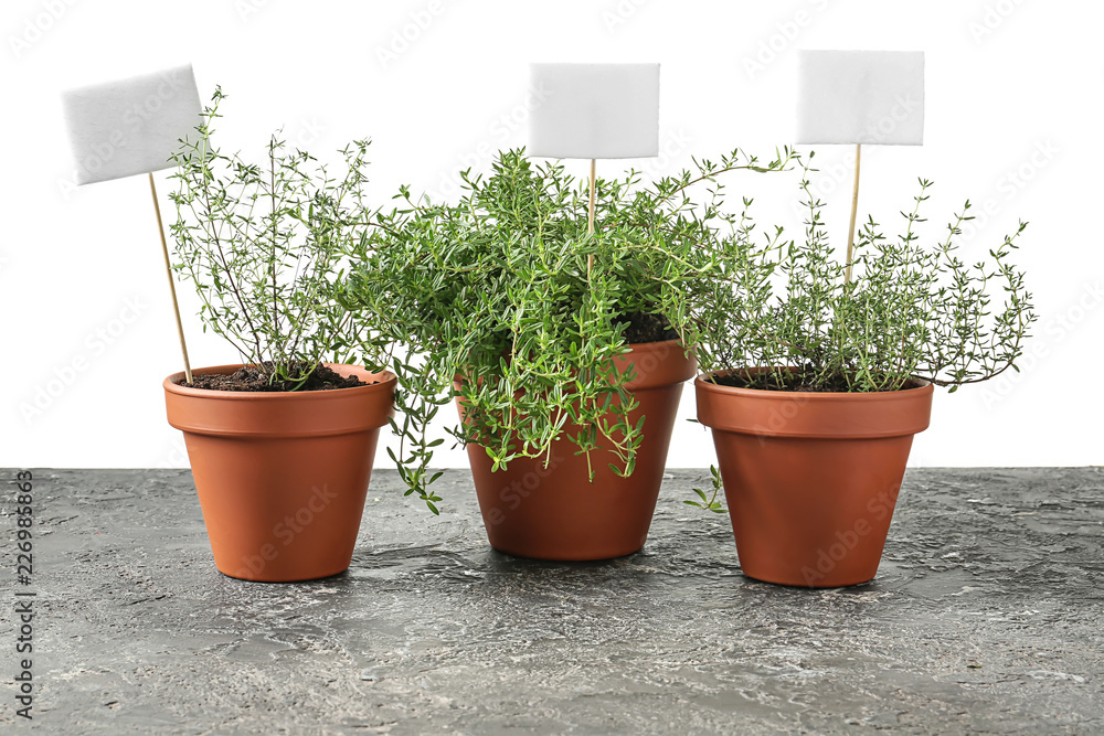 Fototapeta premium Potted herbs with blank labels, gardening and plant identification concept