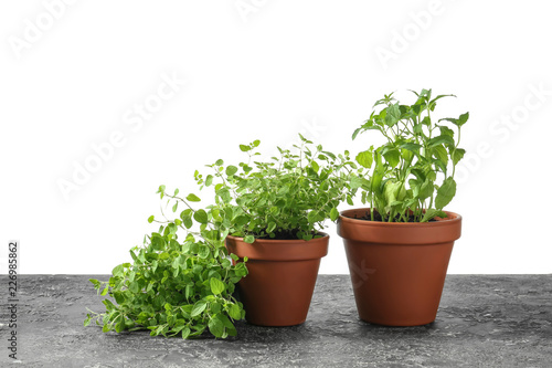 Pots with fresh aromatic herbs on grey table against white background
