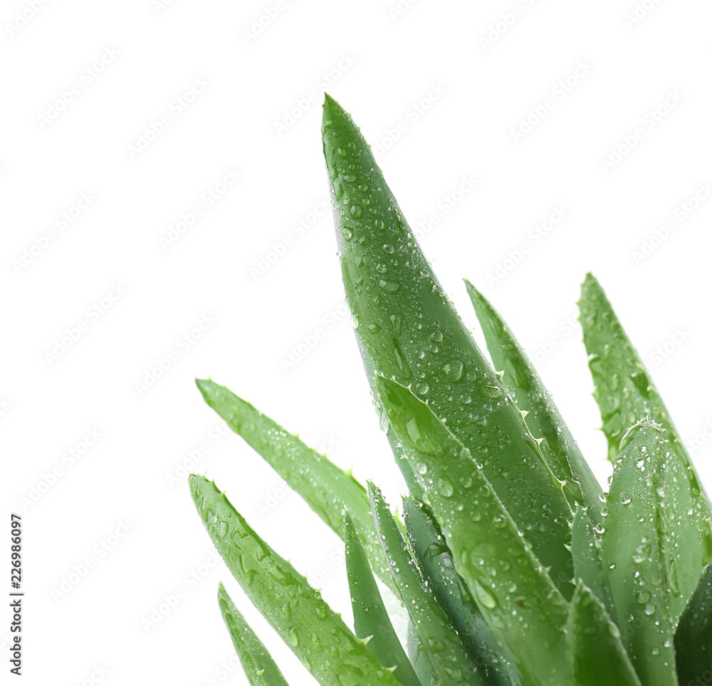 Fresh aloe vera leaves with water drops on white background Fresh aloe vera leaves with water drops on white background