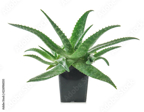 Flowerpot with Aloe vera on white background