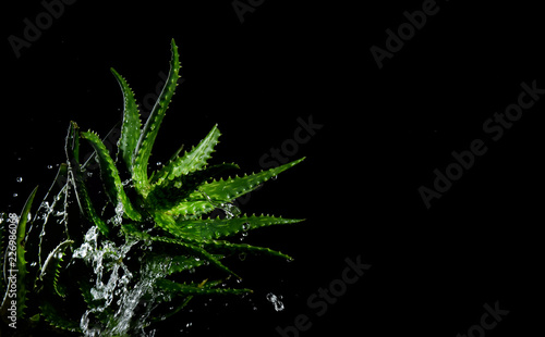 Fresh aloe vera with water splashes on dark background