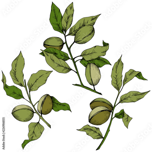 Green almond in a vector style isolated. Full name of the plant: almond. Vector flower for background, texture, wrapper pattern, frame or border.
