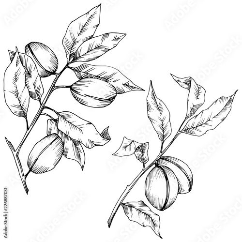 Almond in a vector style isolated. solated illustration element.Full name of the plant: almond. Vector flower for background, texture, wrapper pattern, frame or border.