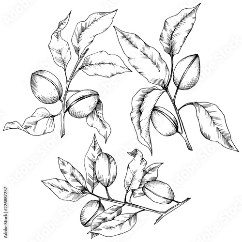 Almond in a vector style isolated. solated illustration element.Full name of the plant: almond. Vector flower for background, texture, wrapper pattern, frame or border.
