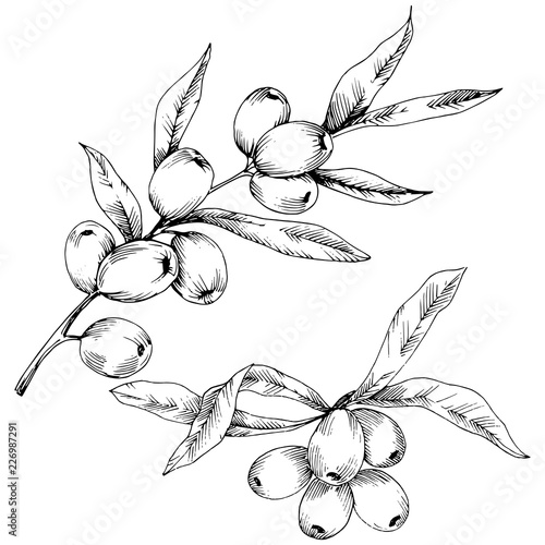Hippophae plant vector icon on white background. Vector flower for background, texture, wrapper pattern, frame or border.