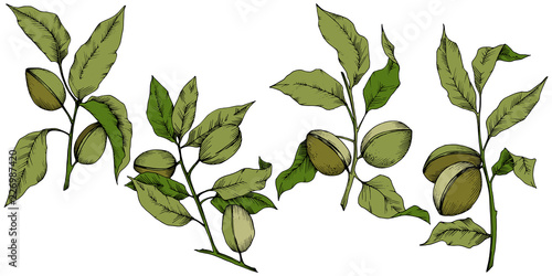Green almond in a vector style isolated. Full name of the plant: almond. Vector flower for background, texture, wrapper pattern, frame or border.