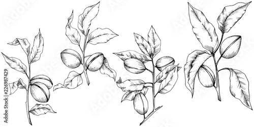 Almond in a vector style isolated. solated illustration element.Full name of the plant: almond. Vector flower for background, texture, wrapper pattern, frame or border.