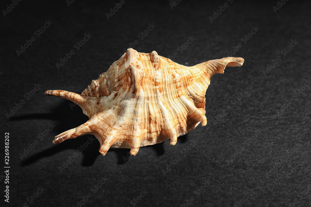 Beautiful sea shell on dark background Beautiful sea shell on dark background