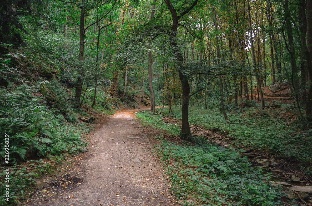 Obraz premium path in the forest