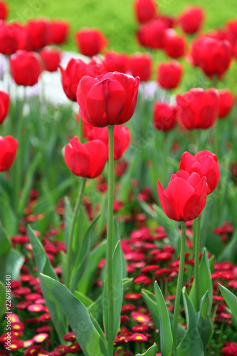  Beautiful display of tulips in a variety of colours at Floriade  Canberra