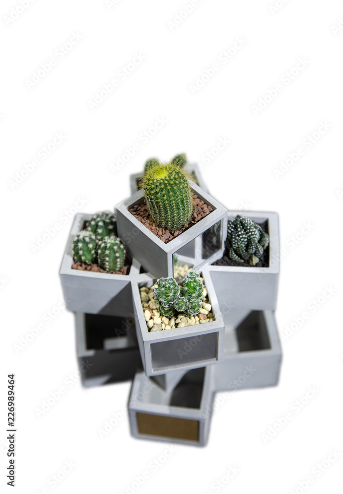 Fototapeta premium Collection of small cactus succulents in pot.