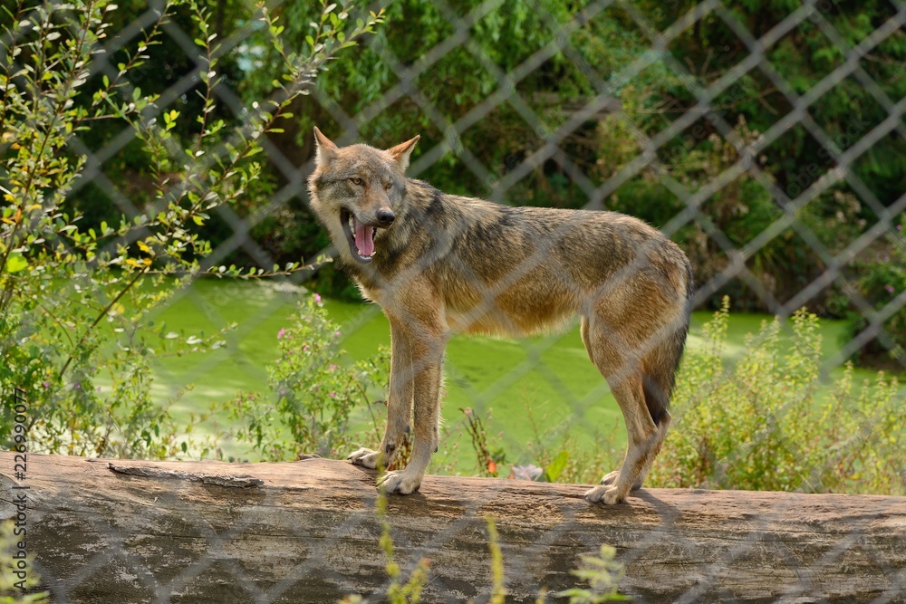 European wolf, Canis lupus lupus, standing on a log over a pond. captive in a safari park. European wolf, Canis lupus lupus, standing on a log over a pond. captive in a safari park.