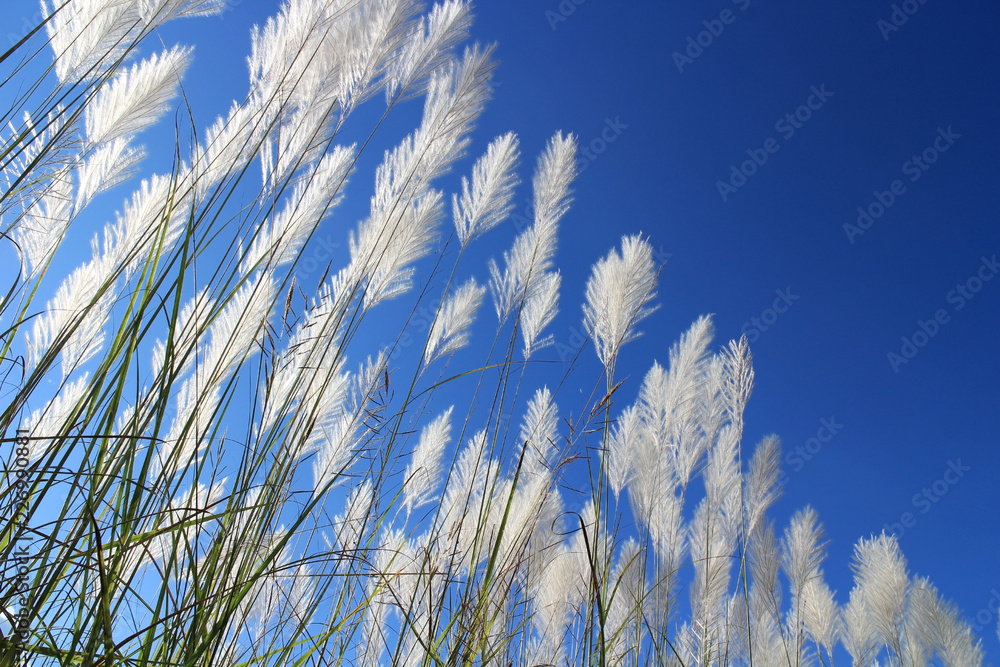 Obraz premium Blue sky and white grass flower. Nice spring day with nice and fresh field flowers.
