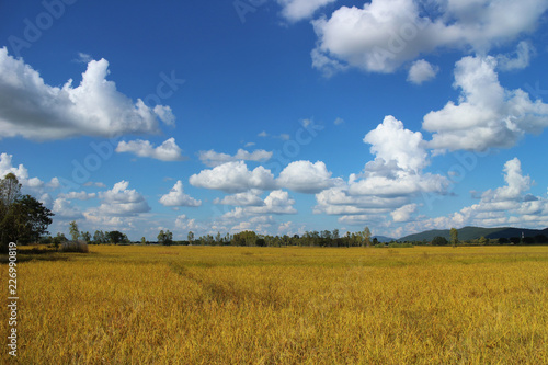 Blue sky and beautiful cloud with meadow tree. Plain landscape background for summer poster. Yellow field and blue sky with light clouds