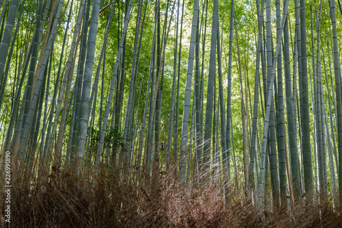 Bamboo forest, Arashiyama, Kyoto, Japan. Morning sunlight.