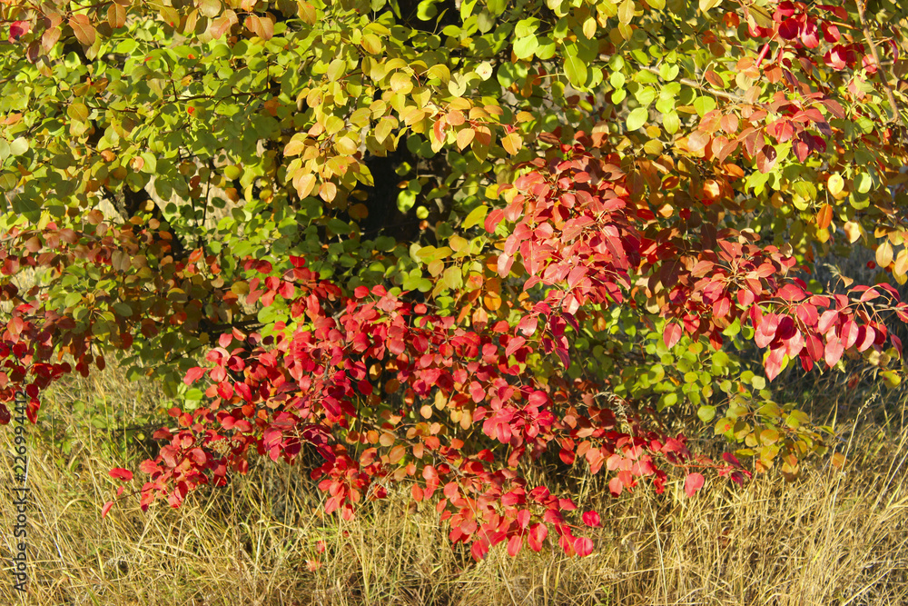 Beautiful Autumn Nature Background. Colorful Nature. Cropped Shot Of Autumn Tree.
