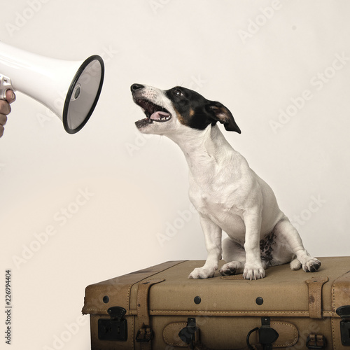 dog megaphone photo