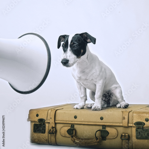 dog megaphone