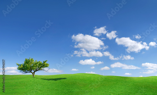 Idyllic landscape  lonely tree among green fields