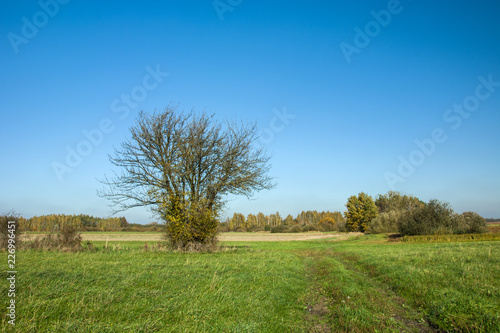 Tree without leaves on a green meadow