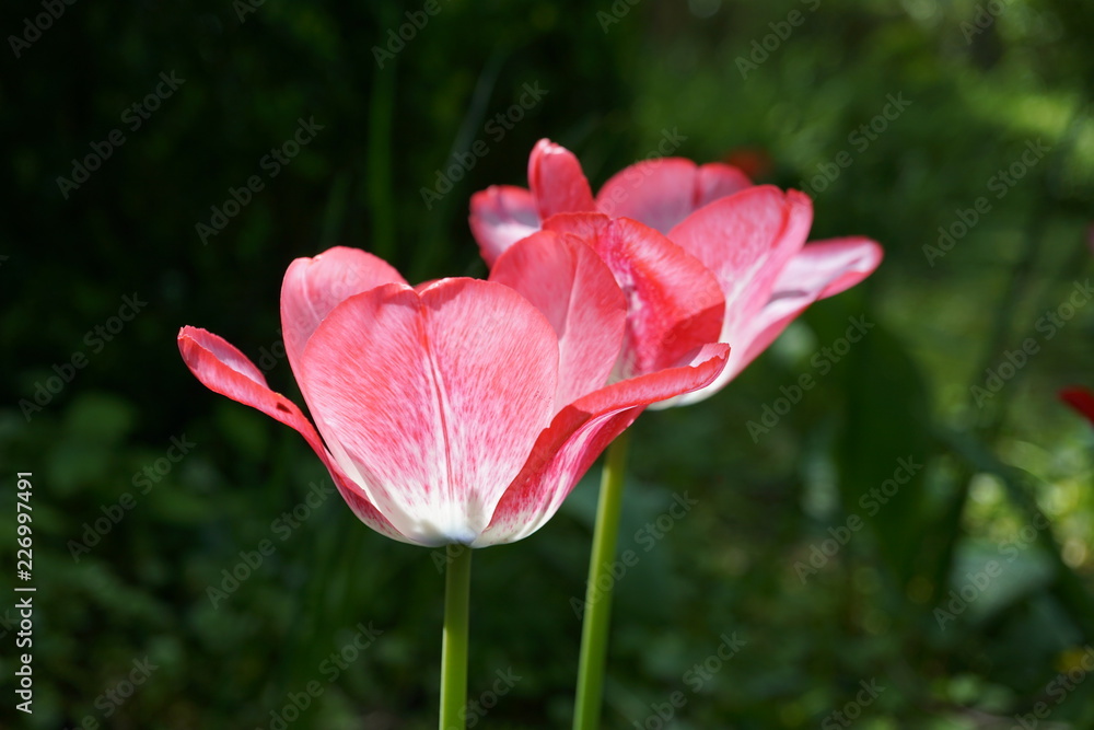 Two tulips