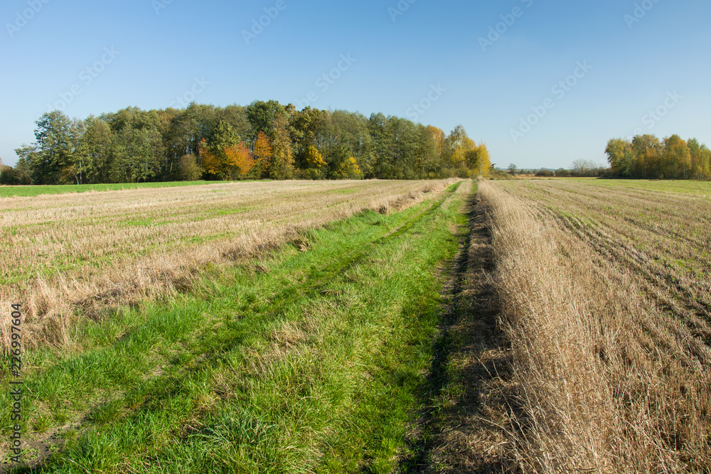 Fototapeta premium Road through fields to the forest