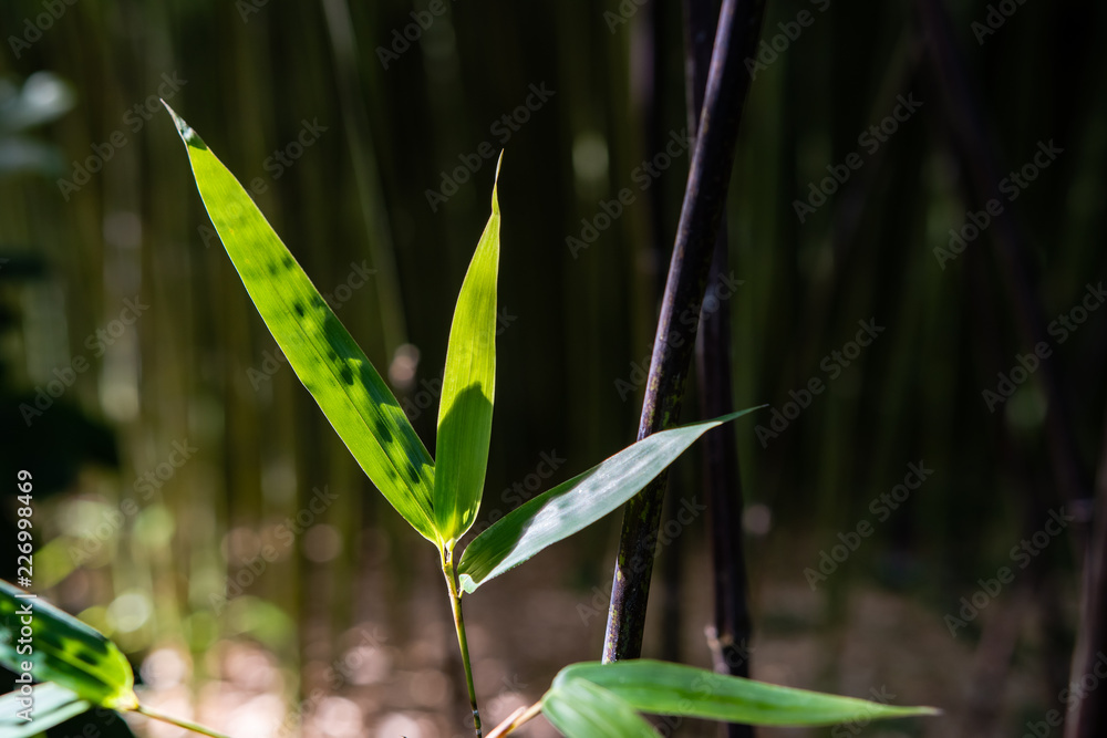 Fototapeta bambusy ogrodowe, lato